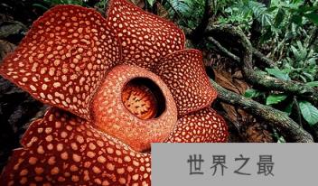 世界上最大的花的什么？世界上最臭的花的什么？