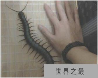 加拉帕格斯巨人蜈蚣