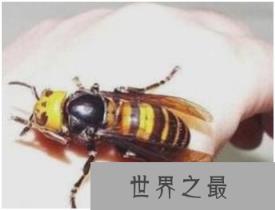 世界上最大的马蜂——日本大黄蜂