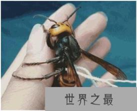 世界上最大的马蜂——日本大黄蜂