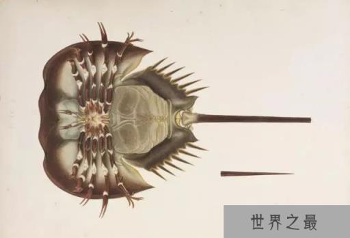 最古老的甲壳动物