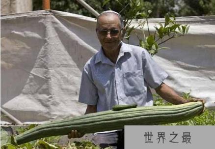 世界上最长的黄瓜