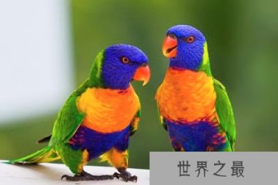 鹦鹉