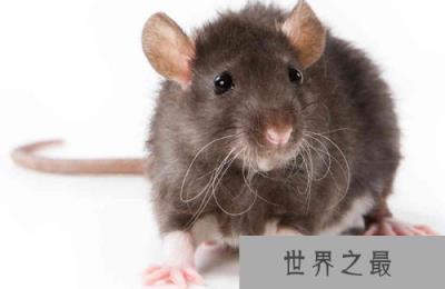 老鼠