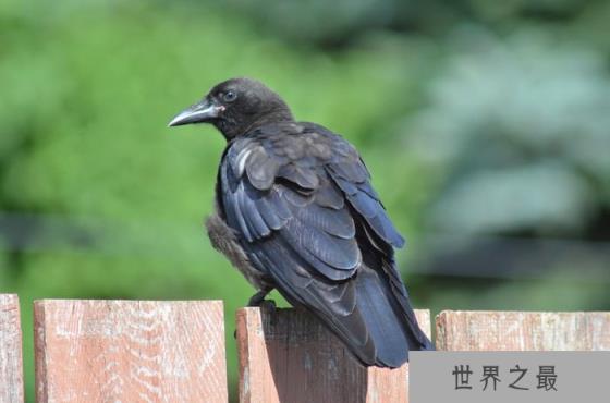 乌鸦