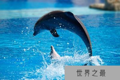 海豚