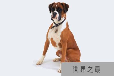 狗