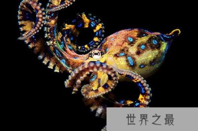 章鱼