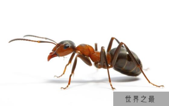 蚂蚁