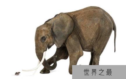 老鼠的精子居然比大象的精子大