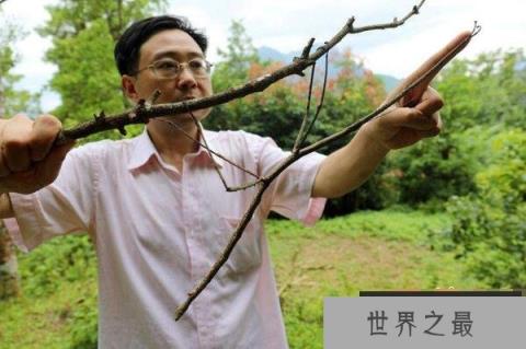世界上最大的昆虫——竹节虫 世界上最大的昆虫——竹节虫