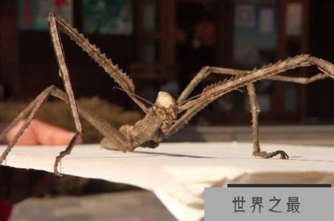 世界上最大的昆虫——竹节虫 世界上最大的昆虫——竹节虫