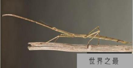 世界上最大的昆虫——竹节虫 世界上最大的昆虫——竹节虫