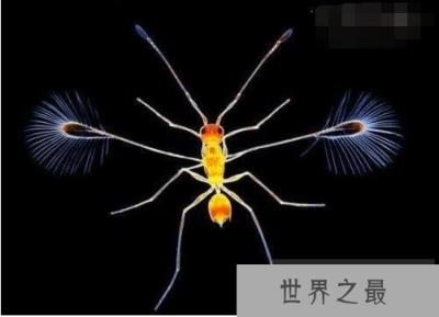 世界上最小的昆虫——毛翼虫 世界上最小的昆虫——毛翼虫