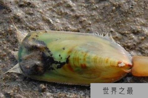 杀不死的十大生物,面对核武器都鄙夷不屑
