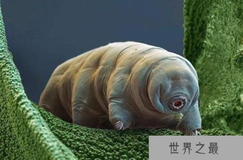 杀不死的十大生物,面对核武器都鄙夷不屑