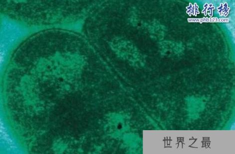 杀不死的十大生物,面对核武器都鄙夷不屑