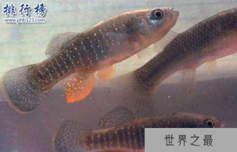 杀不死的十大生物,面对核武器都鄙夷不屑