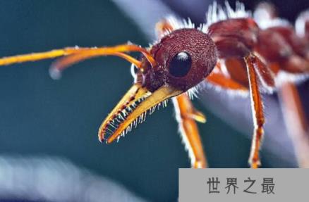 世界上最大的蚂蚁，巨型公牛蚁