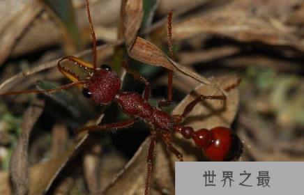 世界上最大的蚂蚁，巨型公牛蚁2
