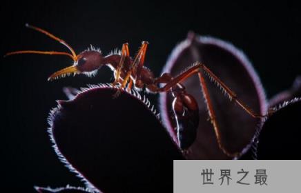 世界上最大的蚂蚁，巨型公牛蚁3