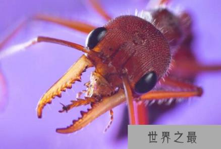 世界上最大的蚂蚁，巨型公牛蚁4