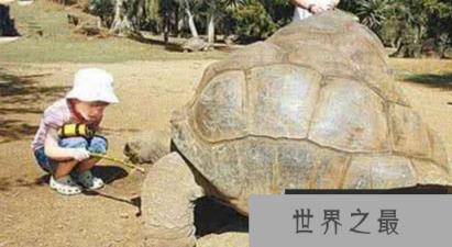 世界最大的陆龟亚达伯拉象龟