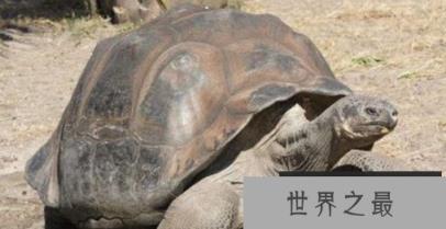 世界最大的陆龟亚达伯拉象龟