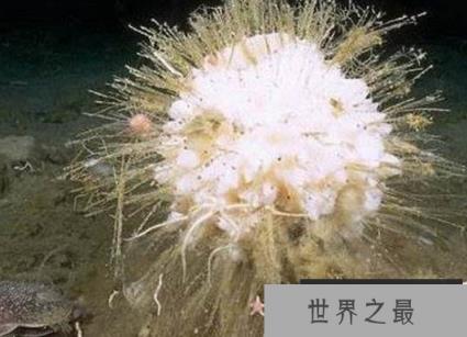 南极海洋生物有哪些？南极的十大神秘生物