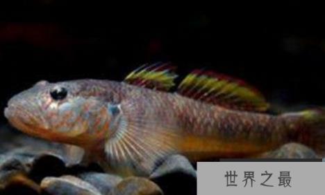 只能活70天的鱼类：虾虎鱼