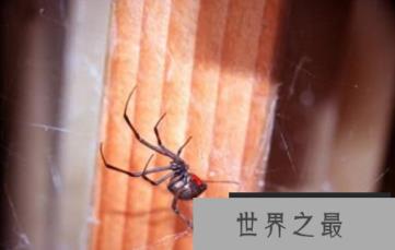 世界上最毒的蜘蛛，被咬到应该怎么办?