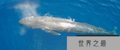 世界上最大的鲸鱼 33.58米长170吨重