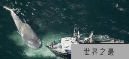 世界上最大的鲸鱼 33.58米长170吨重