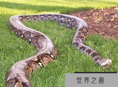 世界上最大的蚺和蟒，蚺和蟒有什么区别?