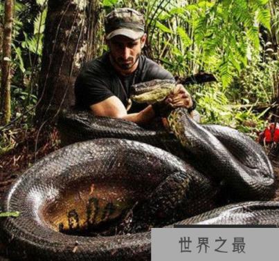 世界上最大的蚺和蟒，蚺和蟒有什么区别?