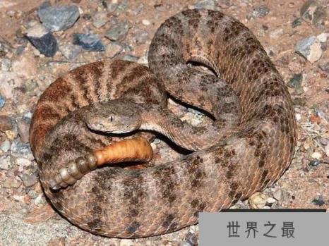 虎斑响尾蛇　Tiger Rattlesnake