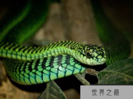 非洲树蛇属 Boomslang