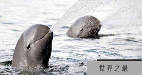 世界上最为稀有的海豚，短吻海豚(全球总共也就7000条)
