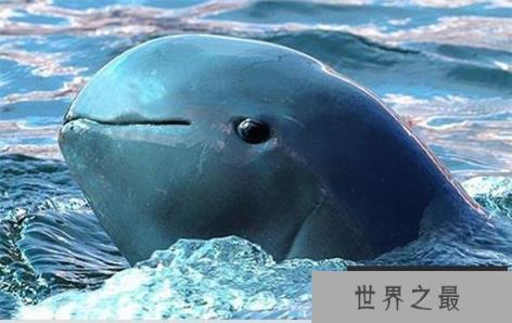 世界上最为稀有的海豚，短吻海豚(全球总共也就7000条)