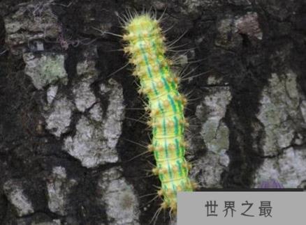 世界上最危险的毛毛虫，巨型天蚕蛾幼虫(被蛰到会流血致死)
