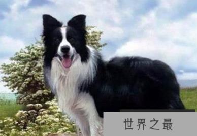 最聪明的狗:边境牧羊犬到底有多聪明？