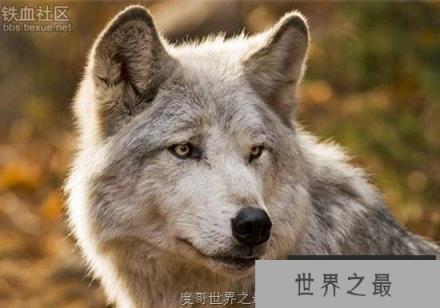世界上最大的野生犬科动物，小瀑布山狼(体长1.5米/重80斤)