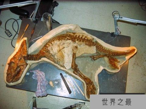 7000万年后才破案！科学家找到恐龙宝宝的死因