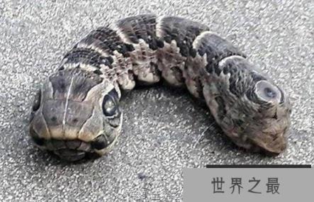 阿根廷惊见诡异双头蛇原来是象鹰蛾？