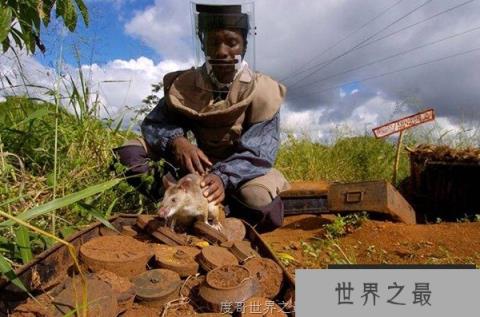 APOPO训练非洲巨型老鼠嗅出地雷和炸弹