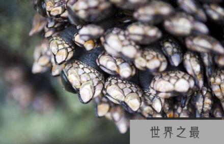 鹅颈藤壶就是狗爪螺,被人们吃到快灭绝的极品美味