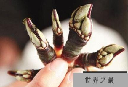 鹅颈藤壶就是狗爪螺,被人们吃到快灭绝的极品美味