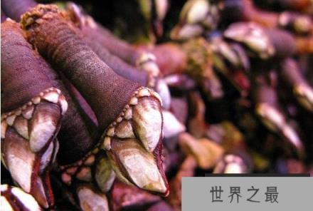 鹅颈藤壶就是狗爪螺,被人们吃到快灭绝的极品美味