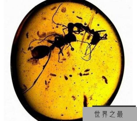 会飞的巨型蚂蚁携带致命病毒，是外星人派来毁灭地球的