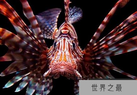 美丽却有毒的狮子鱼，鳍上有毒(毒刺刺入人体组织)